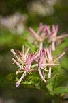 Tatarian Honeysuckle blossoms & foliage detail