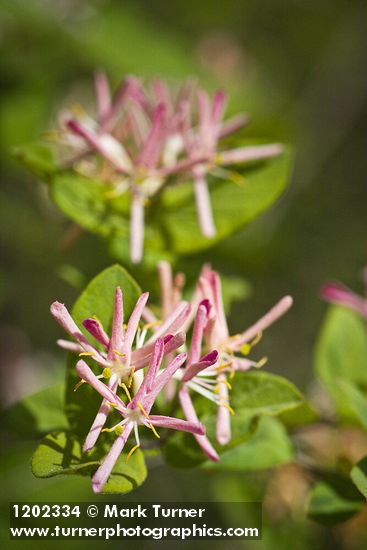 Lonicera tatarica