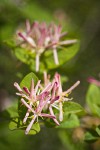 Tatarian Honeysuckle blossoms & foliage detail