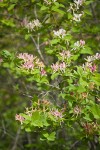 Tatarian Honeysuckle blossoms & foliage