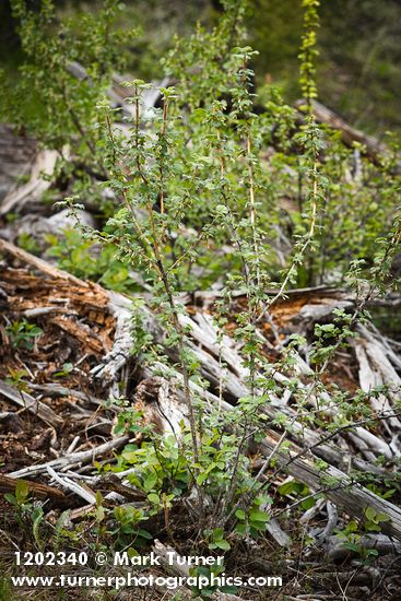 Ribes oxyacanthoides