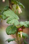 Canadian Gooseberry foliage & immature fruit detail