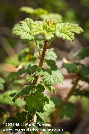 Ribes oxyacanthoides