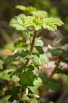 Canadian Gooseberry foliage & stem detail