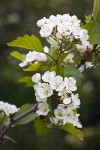 Piper's Hawthorn blossoms & foliage