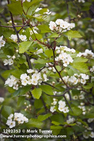 Crataegus chrysocarpa var. piperi