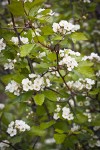 Piper's Hawthorn blossoms & foliage