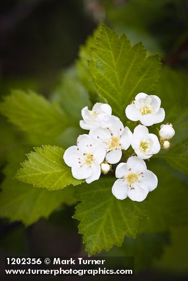 Crataegus chrysocarpa var. piperi