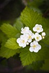 Piper's Hawthorn blossoms & foliage detail