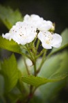 Piper's Hawthorn blossoms & foliage detail