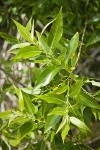 MacKenzie's Willow foliage