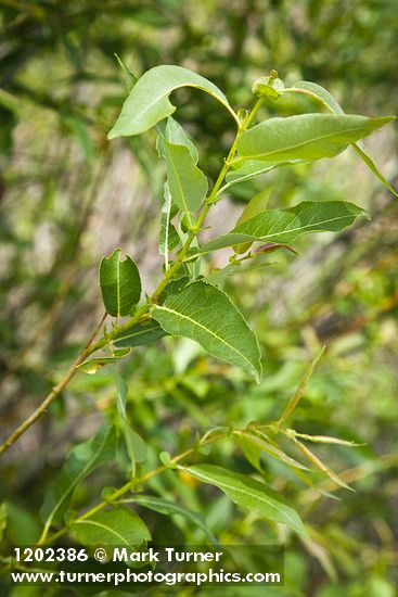 Salix prolixa