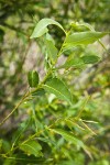 MacKenzie's Willow foliage