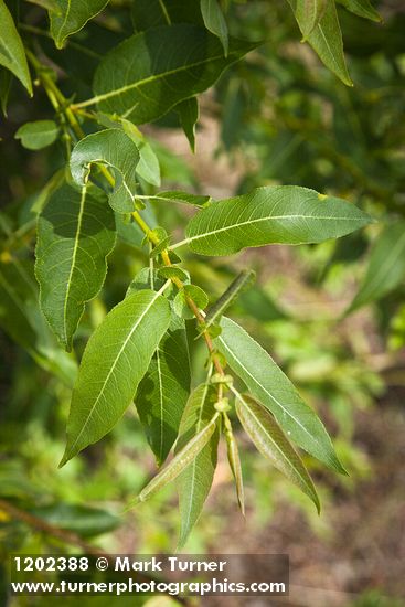 Salix prolixa