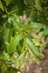 MacKenzie's Willow foliage