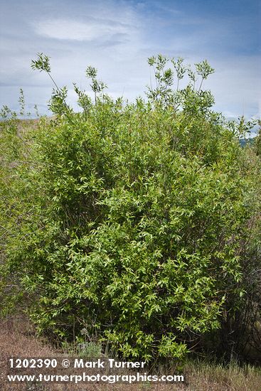 Salix prolixa