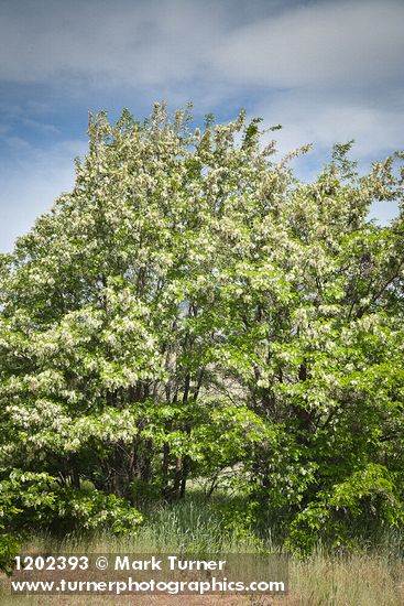 Robinia pseudoacacia