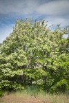 Black Locust