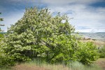 Black Locust