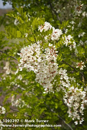 Robinia pseudoacacia