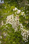 Black Locust blossoms & foliage