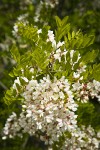 Black Locust blossoms & foliage