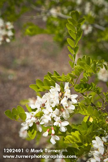 Robinia pseudoacacia