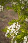 Black Locust blossoms & foliage