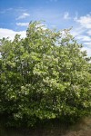 Black Locust