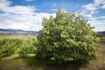 Black Locust