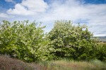 Black Locust