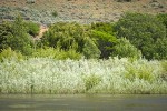 Columbia River Willows on bank of Deschutes River