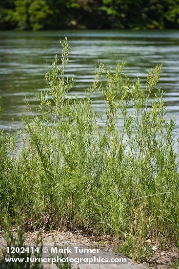 Salix columbiana