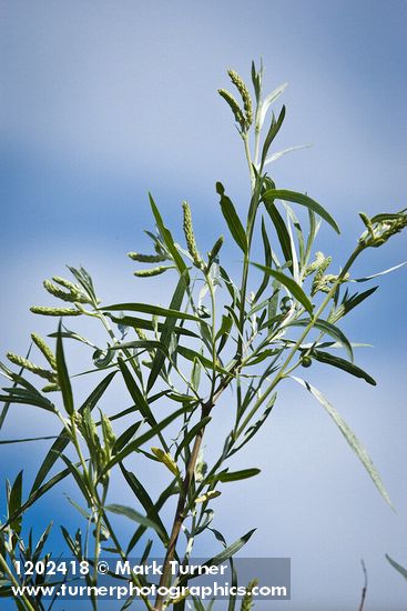 Salix columbiana