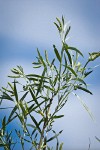 Columbia River Willow male catkins among foliage