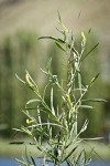 Columbia River Willow male catkins among foliage