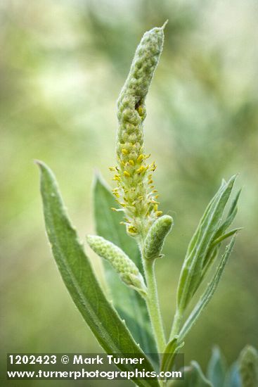Salix columbiana