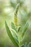 Columbia River Willow male catkin among foliage detail