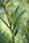 Columbia River Willow male catkin among foliage detail