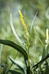 Columbia River Willow male catkin among foliage detail