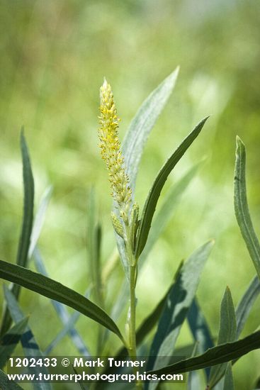 Salix columbiana