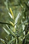 Columbia River Willow male catkin among foliage detail