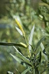 Columbia River Willow male catkin among foliage detail