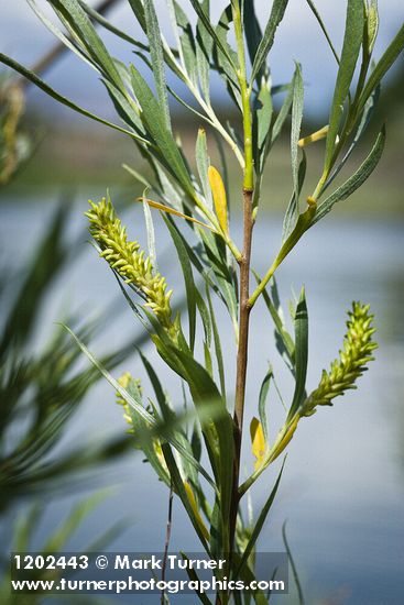 Salix columbiana