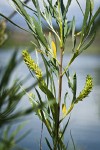 Columbia River Willow female catkins among foliage detail