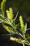 Columbia River Willow female catkins among foliage detail