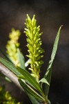 Columbia River Willow female catkin among foliage detail