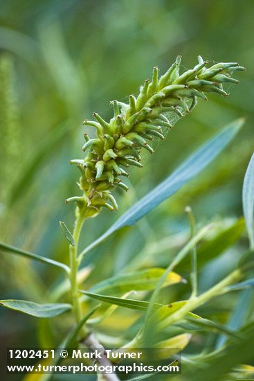 Salix columbiana