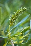 Columbia River Willow female catkin among foliage detail