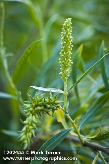 Salix columbiana